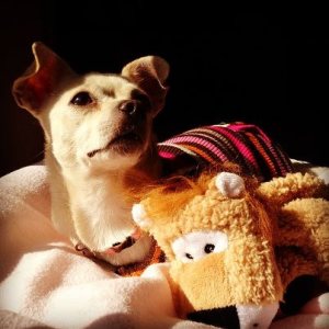 Kaia enjoying the sunshine through the window on her first afternoon at Tag UR It! inc.