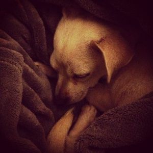 Kaia sleeping soundly by my side in bed on her first night in her new forever home!